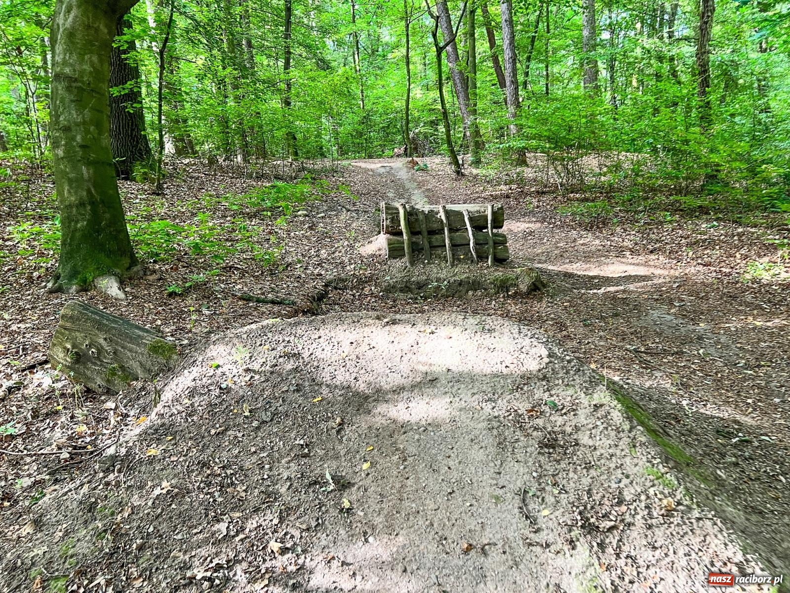 Zdjęcie w galerii na portalu naszraciborz.pl: Brzeskie lasy zrujnowane. Przedszkole za małe wiadomości z regionu