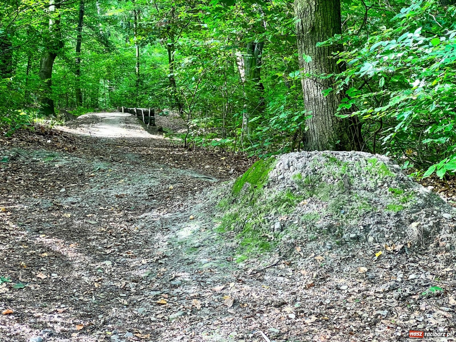 Zdjęcie w galerii na portalu naszraciborz.pl: Brzeskie lasy zrujnowane. Przedszkole za małe wiadomości z regionu