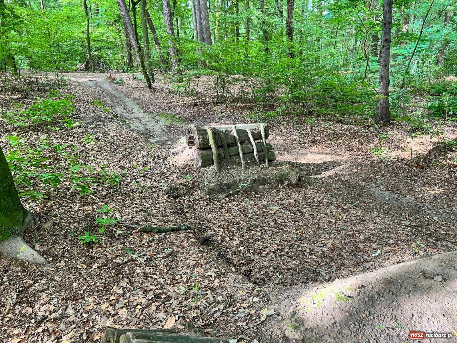 Zdjęcie w galerii na portalu naszraciborz.pl: Brzeskie lasy zrujnowane. Przedszkole za małe wiadomości z regionu