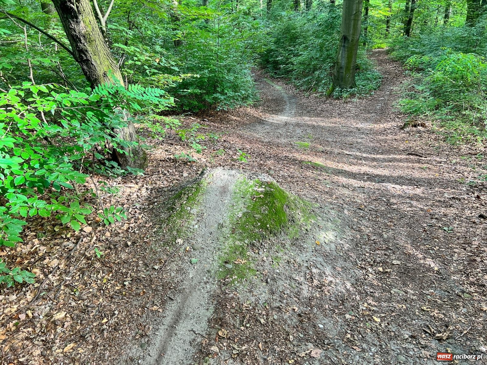 Zdjęcie w galerii na portalu naszraciborz.pl: Brzeskie lasy zrujnowane. Przedszkole za małe wiadomości z regionu