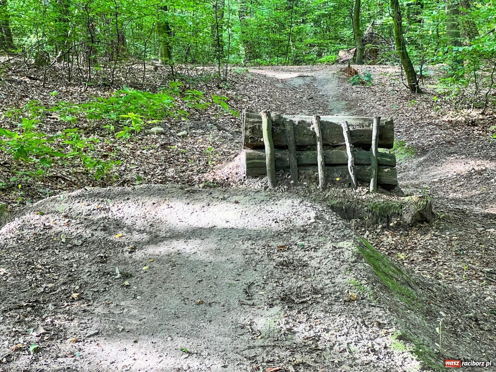 Zdjęcie w galerii na portalu naszraciborz.pl: Brzeskie lasy zrujnowane. Przedszkole za małe wiadomości z regionu