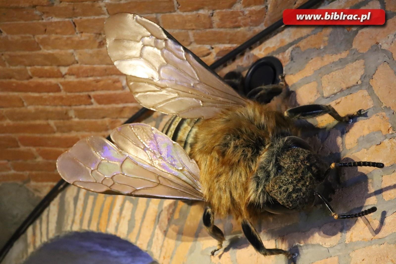 Zdjęcie w galerii na portalu naszraciborz.pl: Mali raciborzanie zawitali do Apilandii wiadomości z regionu