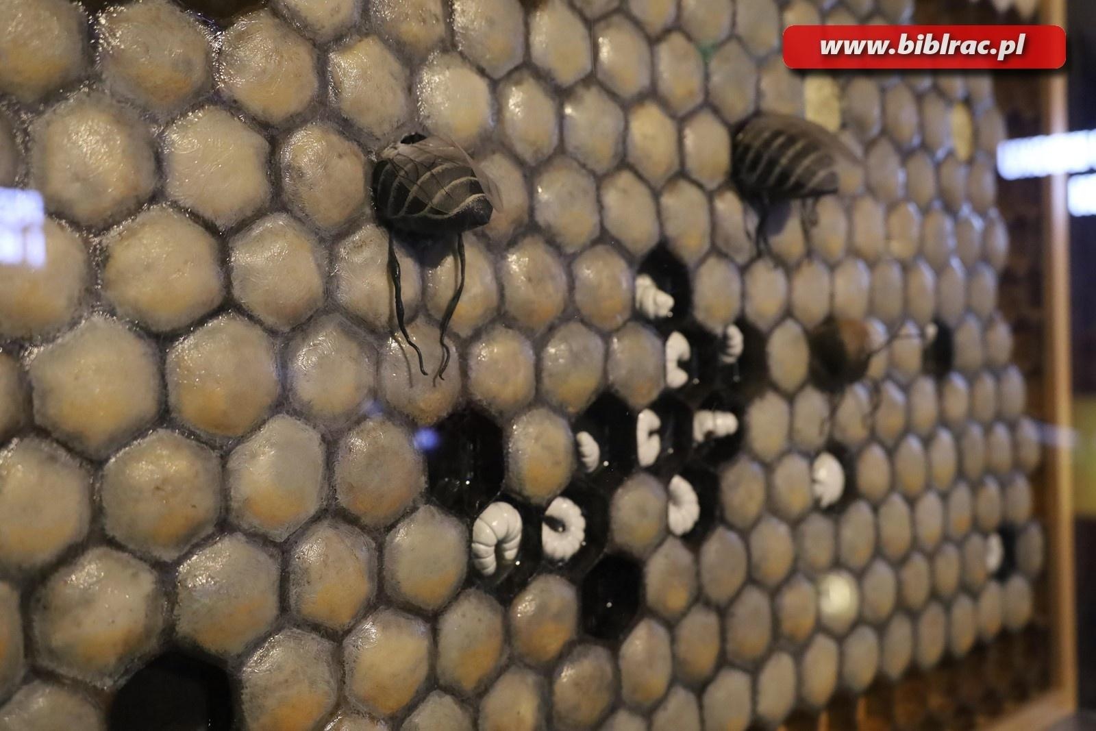 Zdjęcie w galerii na portalu naszraciborz.pl: Mali raciborzanie zawitali do Apilandii wiadomości z regionu