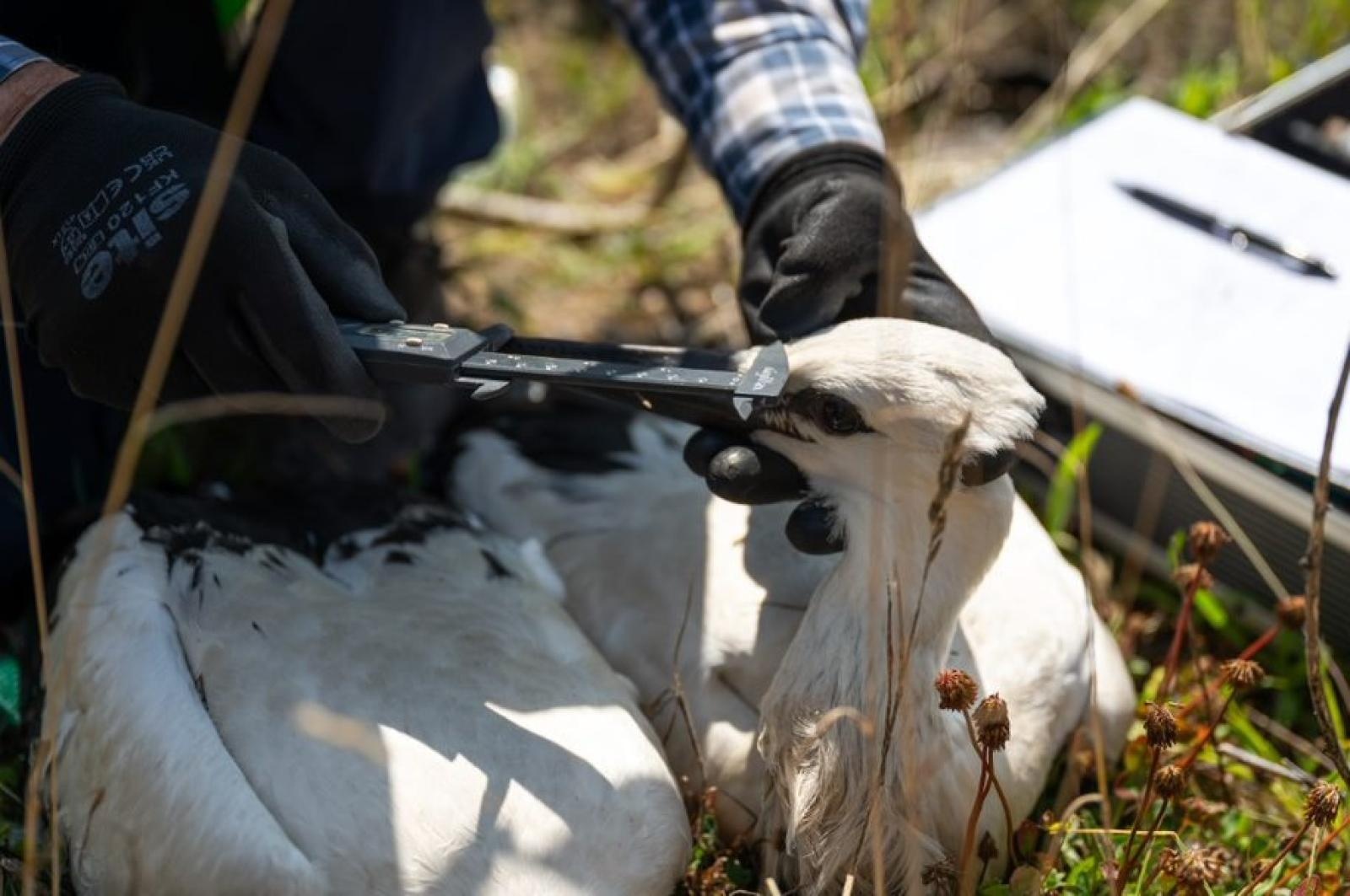 Zdjęcie w galerii na portalu naszraciborz.pl: TAURON podsumowuje obrączkowanie bocianów wiadomości z regionu