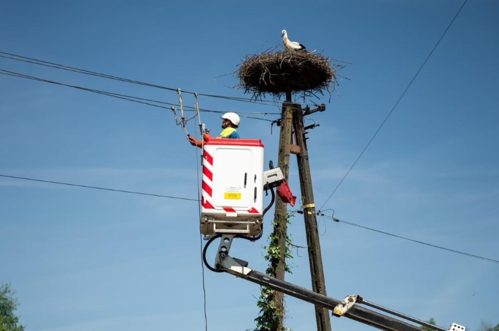 Zdjęcie w galerii na portalu naszraciborz.pl: TAURON podsumowuje obrączkowanie bocianów wiadomości z regionu
