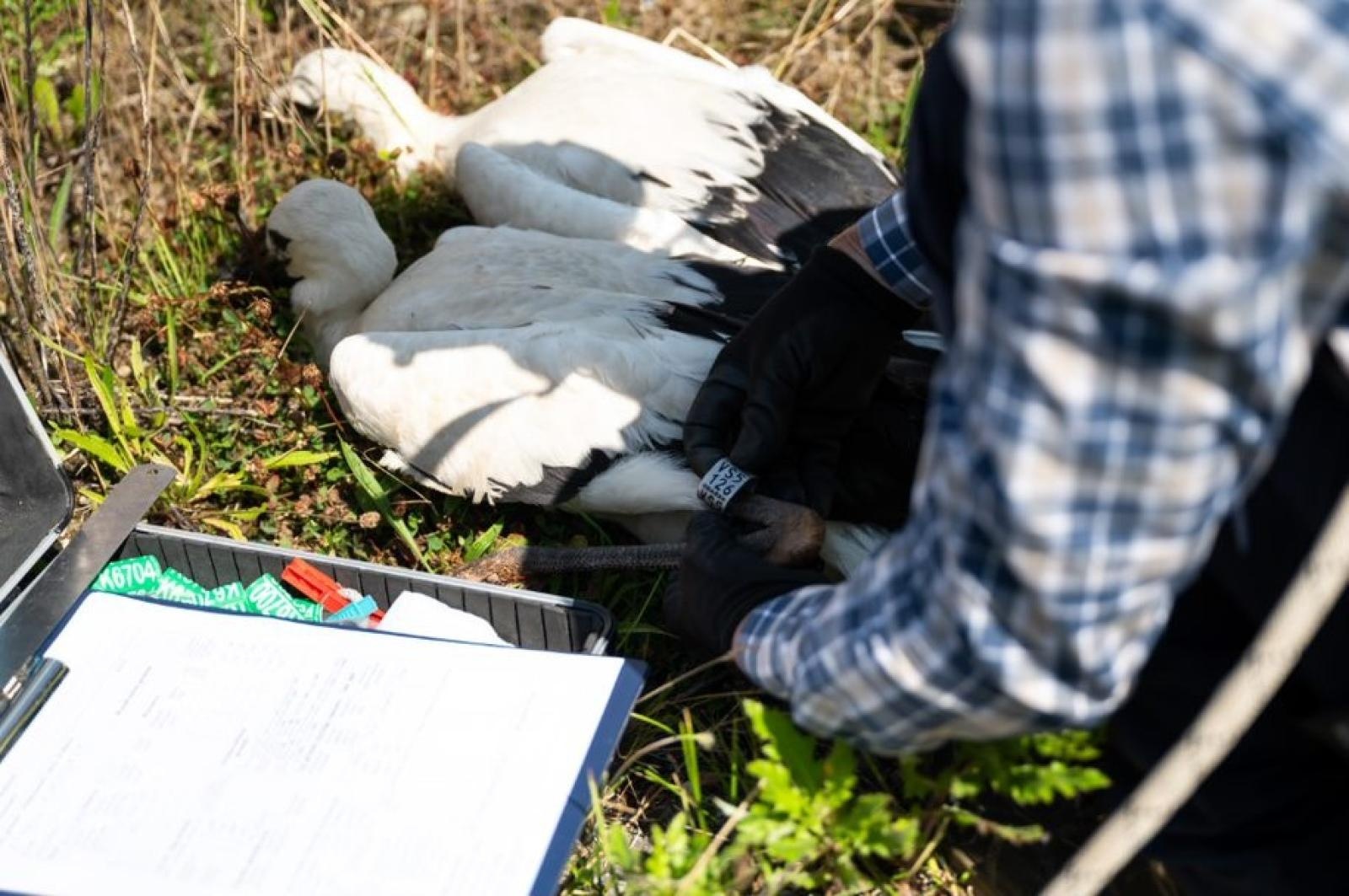 Zdjęcie w galerii na portalu naszraciborz.pl: TAURON podsumowuje obrączkowanie bocianów wiadomości z regionu
