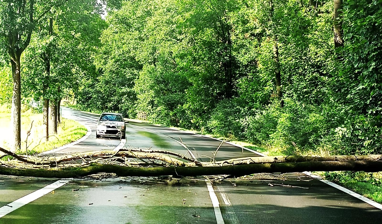 Zdjęcie w galerii na portalu naszraciborz.pl: Raport 998. Powalone drzewo i kolizja wiadomości z regionu