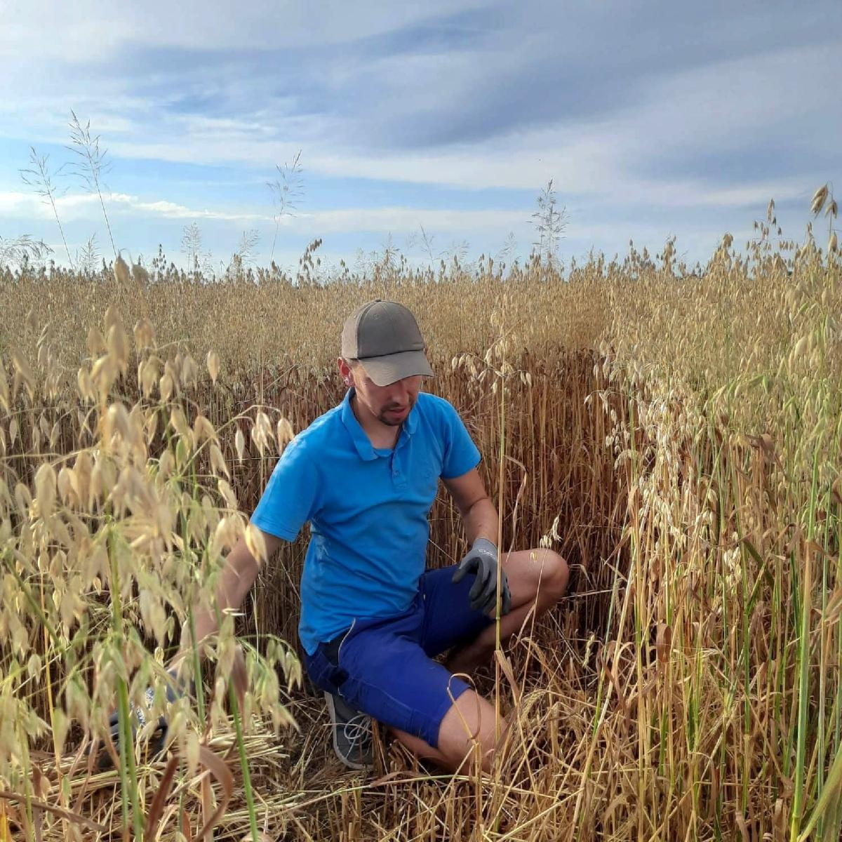 Zdjęcie w galerii na portalu naszraciborz.pl: Bez plastiku i sztucznych kwiatów. W Bojanowie przygotowali już koronę żniwną [FOTO] wiadomości z regionu