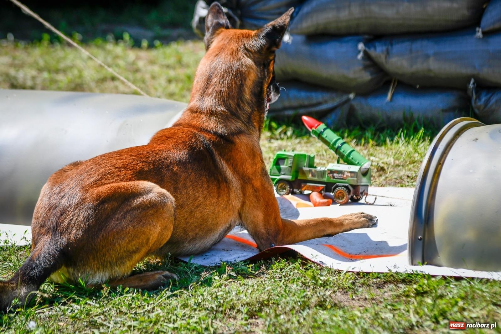 Zdjęcie w galerii na portalu naszraciborz.pl: Piknik Militarny K9. Hodowcy psów zjechali do Babic wiadomości z regionu