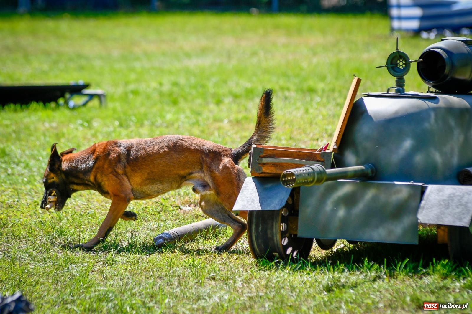 Zdjęcie w galerii na portalu naszraciborz.pl: Piknik Militarny K9. Hodowcy psów zjechali do Babic wiadomości z regionu