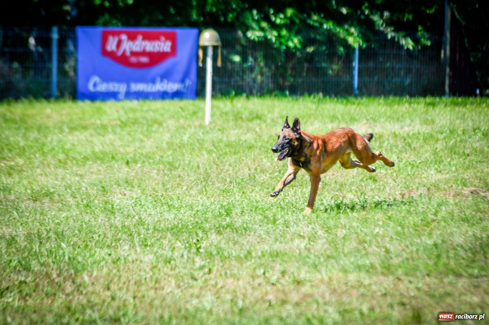 Zdjęcie w galerii na portalu naszraciborz.pl: Piknik Militarny K9. Hodowcy psów zjechali do Babic wiadomości z regionu
