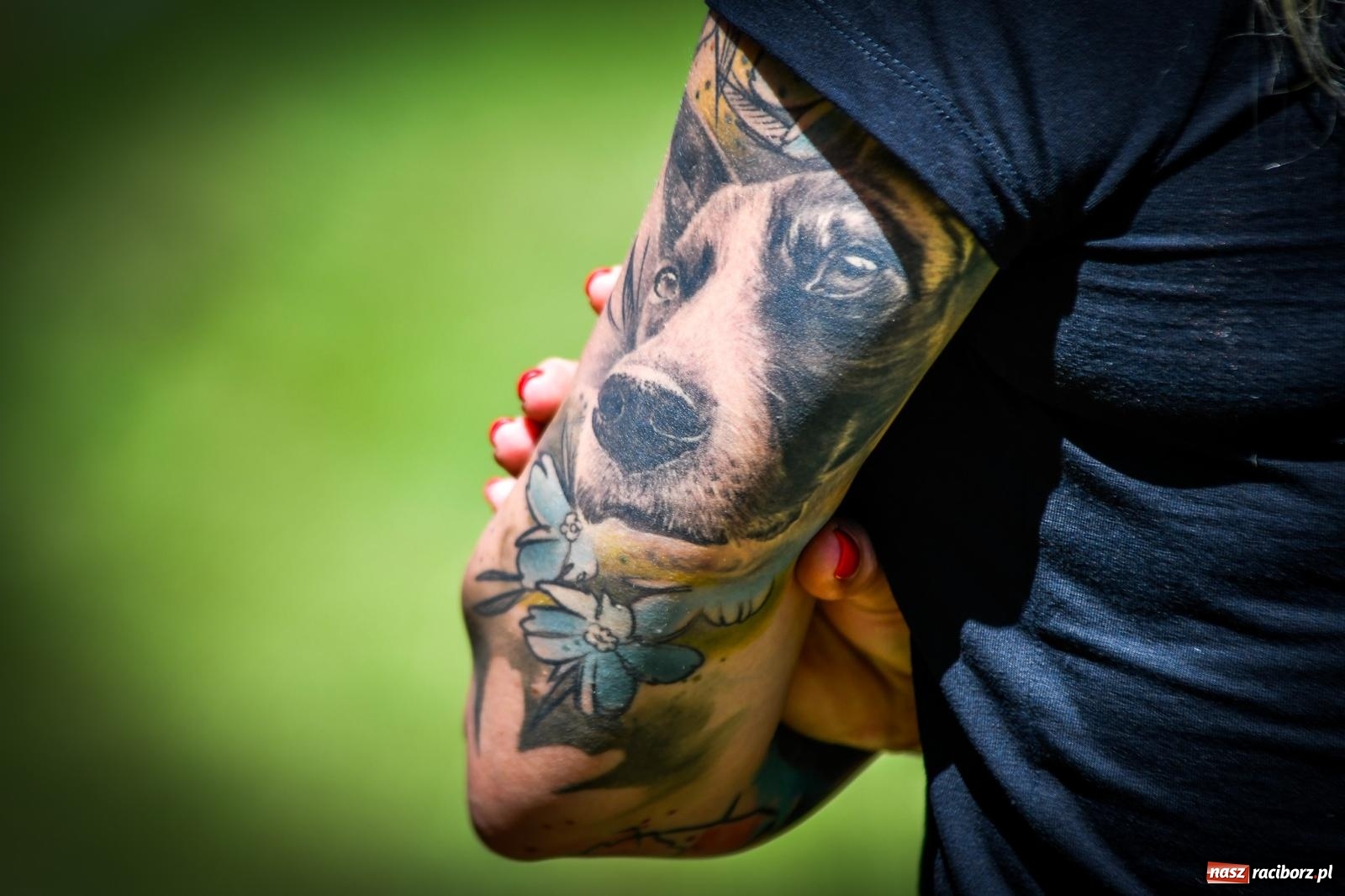 Zdjęcie w galerii na portalu naszraciborz.pl: Piknik Militarny K9. Hodowcy psów zjechali do Babic wiadomości z regionu