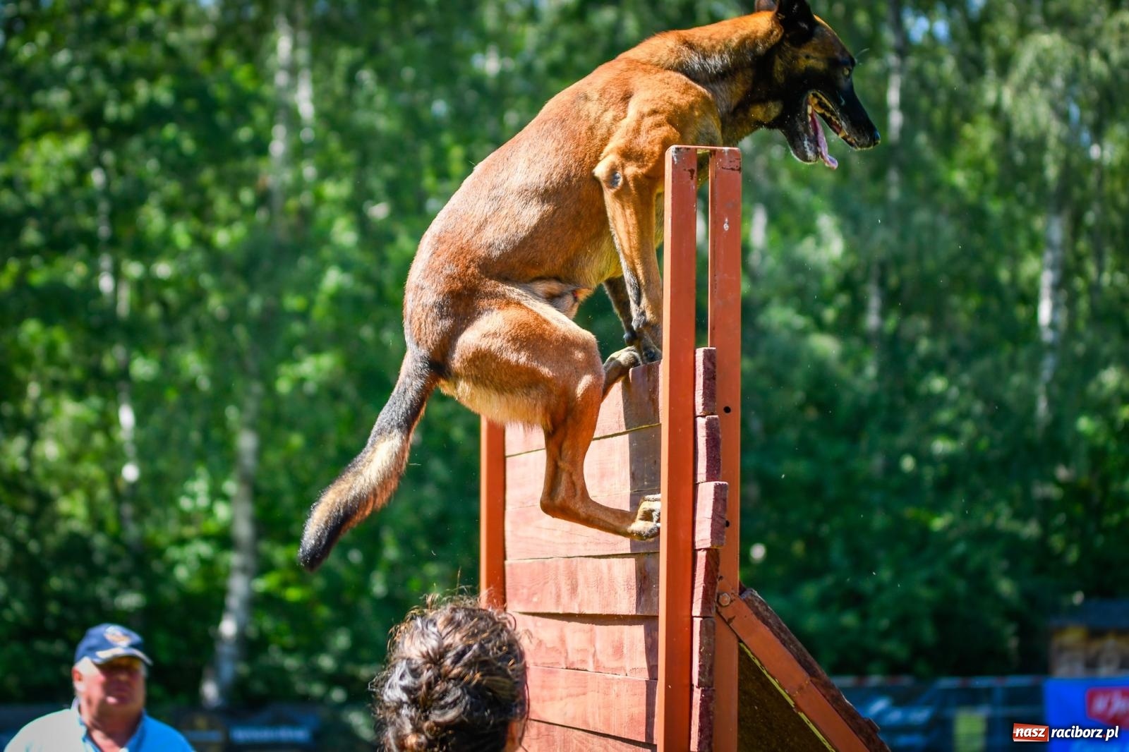 Zdjęcie w galerii na portalu naszraciborz.pl: Piknik Militarny K9. Hodowcy psów zjechali do Babic wiadomości z regionu