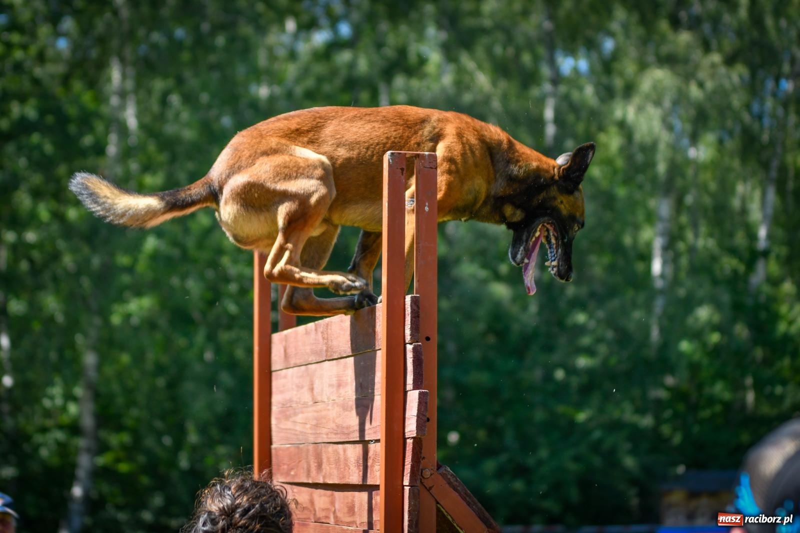 Zdjęcie w galerii na portalu naszraciborz.pl: Piknik Militarny K9. Hodowcy psów zjechali do Babic wiadomości z regionu