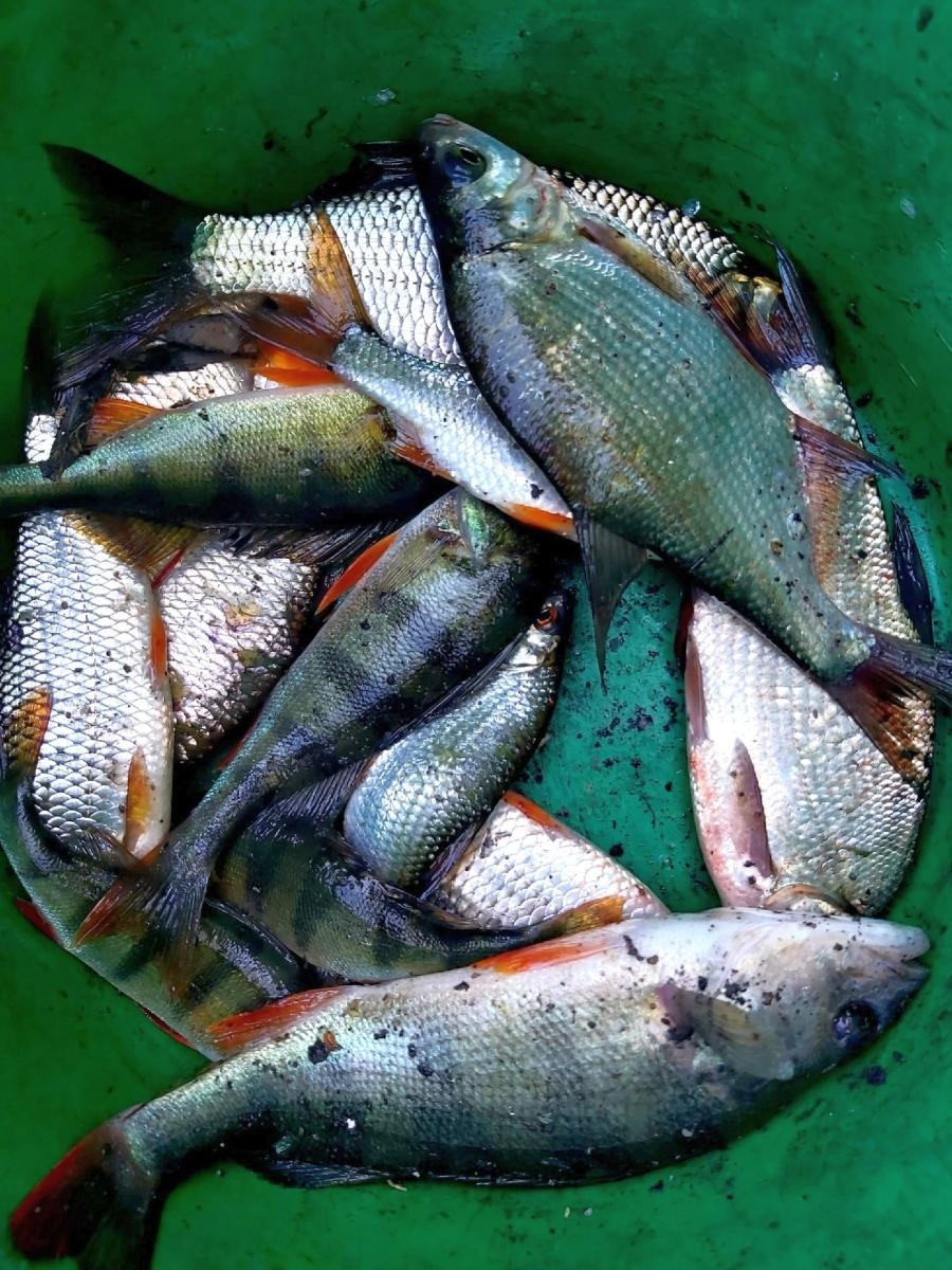 Zdjęcie w galerii na portalu naszraciborz.pl: Zawody wędkarskie ODRA 2023 za nami wiadomości z regionu