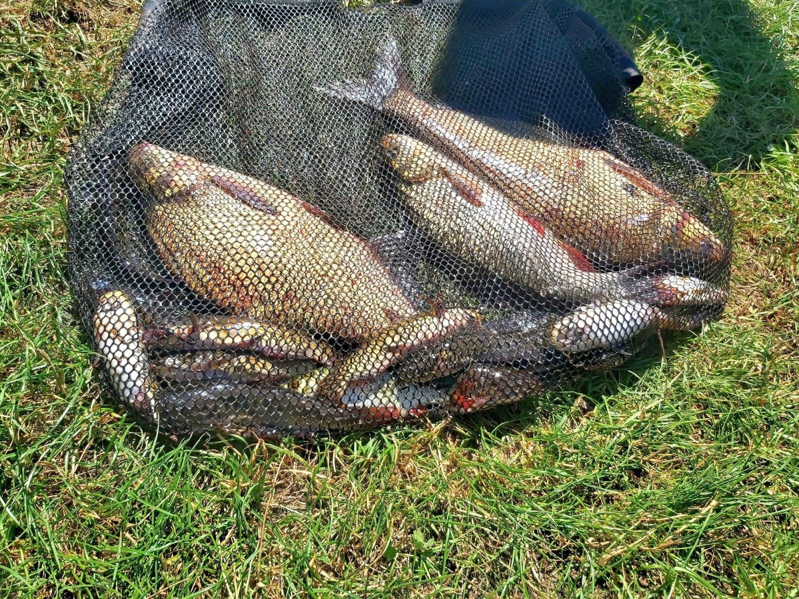 Zdjęcie w galerii na portalu naszraciborz.pl: Zawody wędkarskie ODRA 2023 za nami wiadomości z regionu