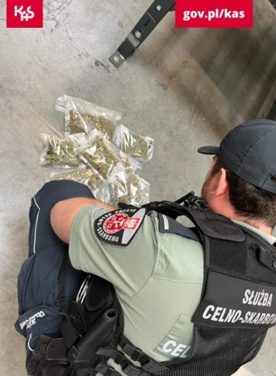 Zdjęcie w galerii na portalu naszraciborz.pl: Kolejny sukces psa Kodiego. Wywęszył marihuanę w przesyłkach pocztowych wiadomości z regionu