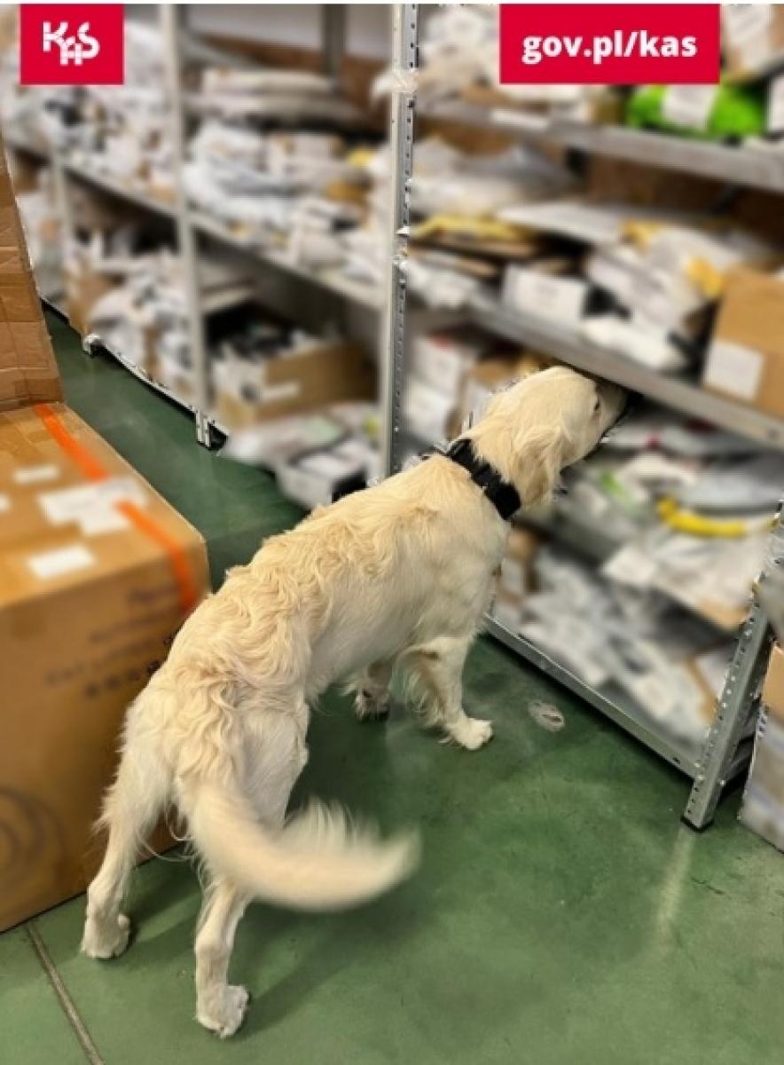 Zdjęcie w galerii na portalu naszraciborz.pl: Kolejny sukces psa Kodiego. Wywęszył marihuanę w przesyłkach pocztowych wiadomości z regionu
