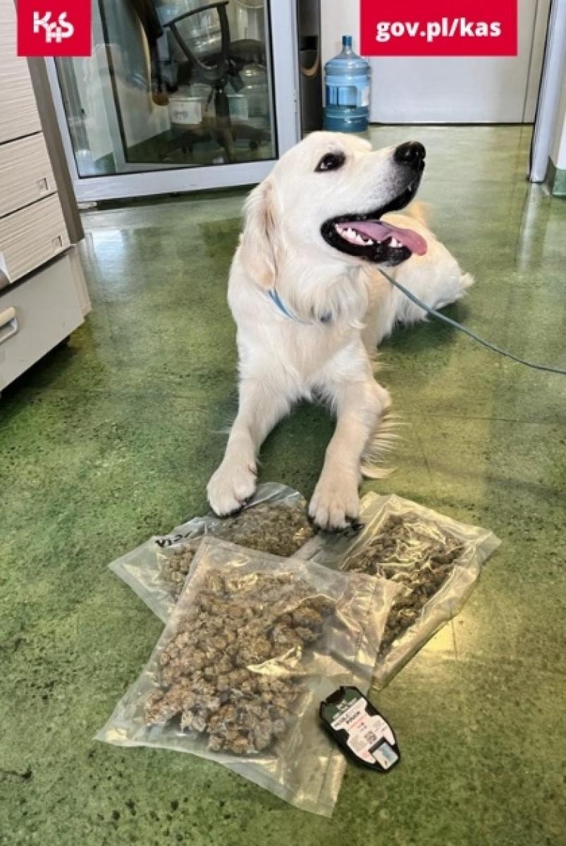 Zdjęcie w galerii na portalu naszraciborz.pl: Kolejny sukces psa Kodiego. Wywęszył marihuanę w przesyłkach pocztowych wiadomości z regionu