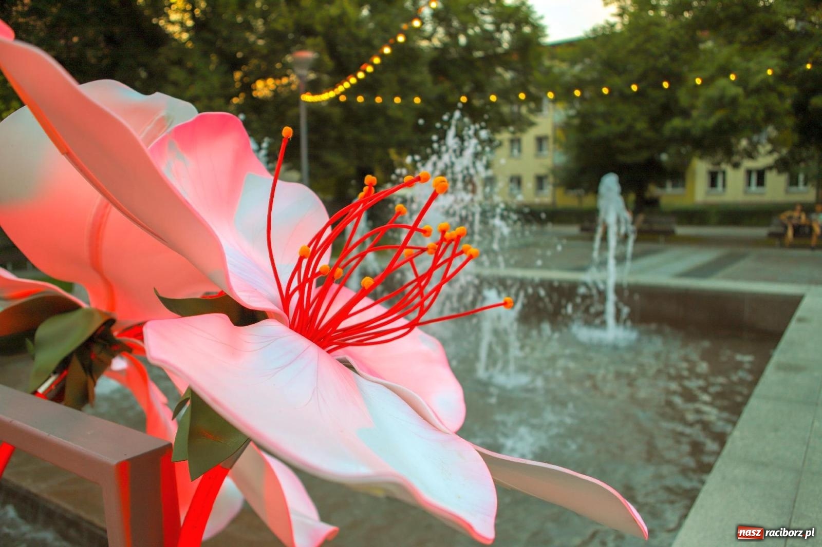 Zdjęcie w galerii na portalu naszraciborz.pl: Koncertowa sobota w Raciborzu - Jabłonki Swawole i Memoriał [FOTO] wiadomości z regionu