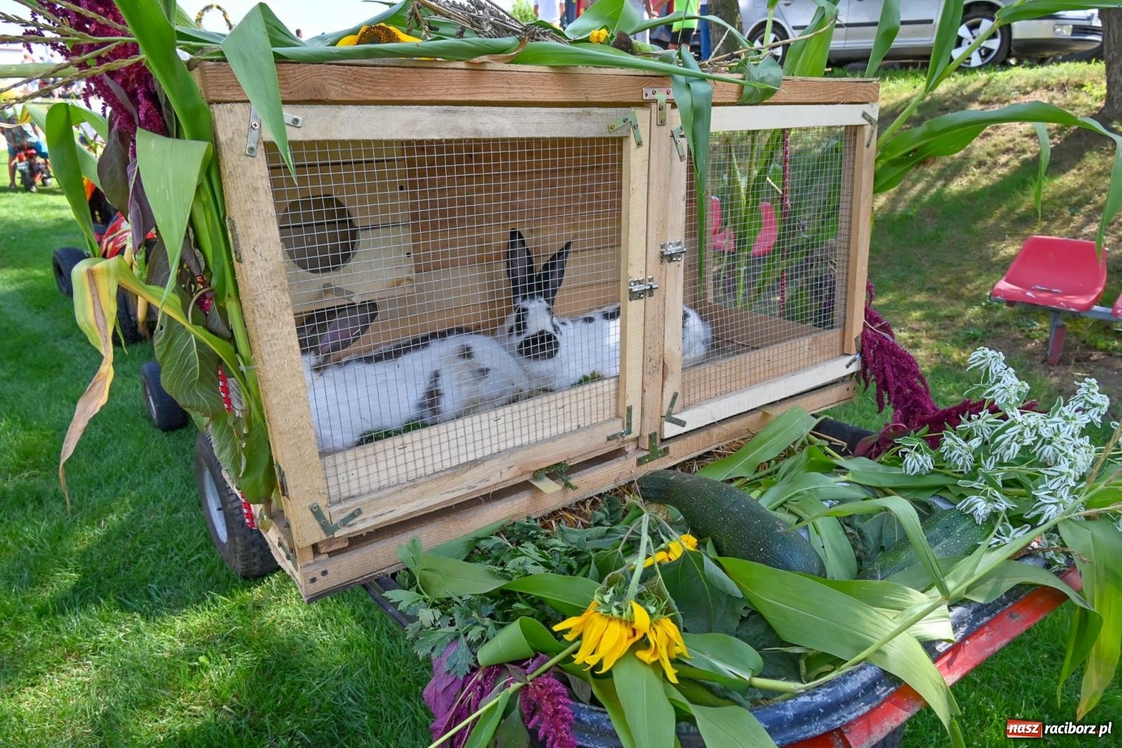 Zdjęcie w galerii na portalu naszraciborz.pl: Radosne i kolorowe święto plonów w Bolesławiu [FOTO i WIDEO] wiadomości z regionu