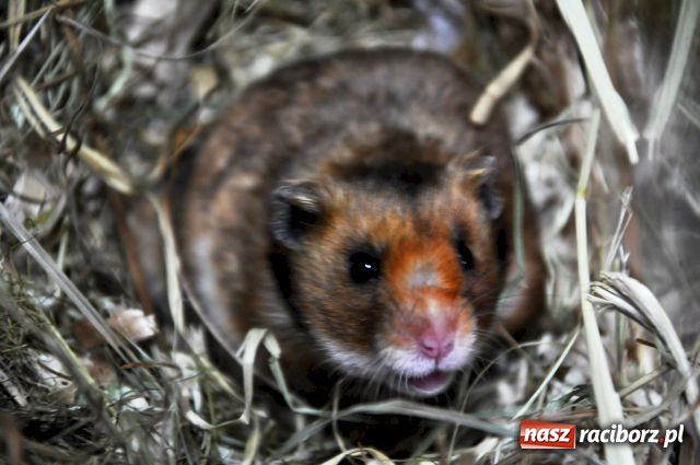 Zdjęcie w galerii na portalu naszraciborz.pl: Porzucane zwierzęta to plaga wiadomości z regionu