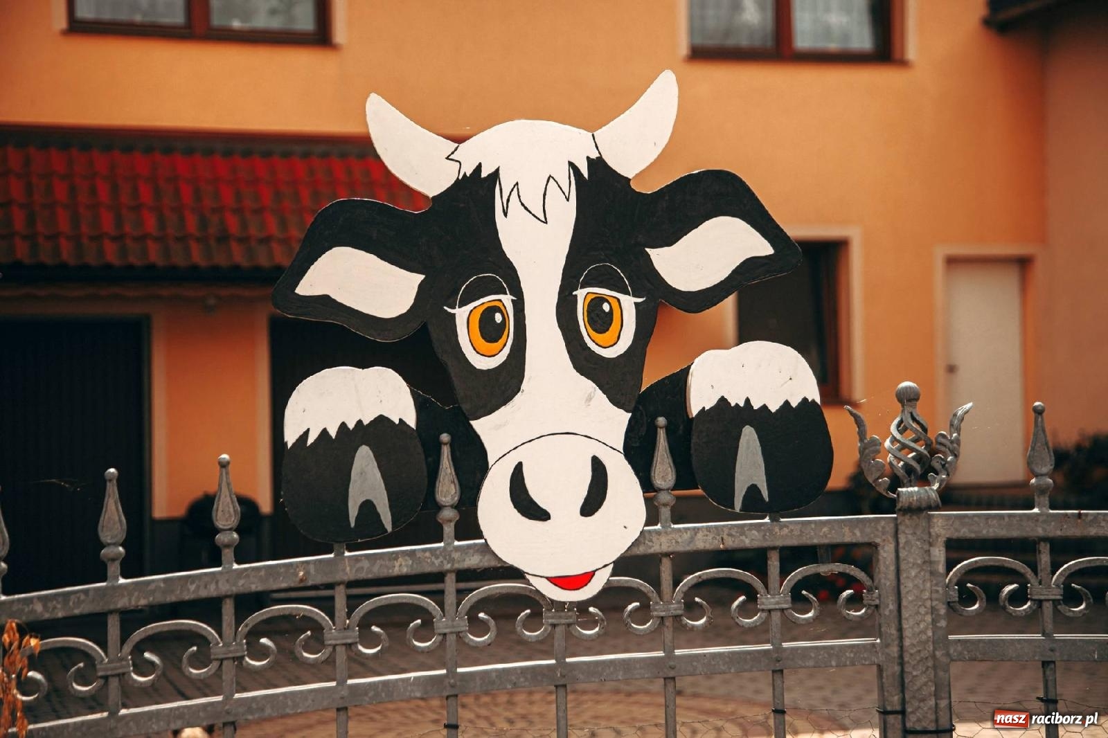 Zdjęcie w galerii na portalu naszraciborz.pl: Z Krowiarek do Amandowa. Dożynki 2023 [FOTO i WIDEO] wiadomości z regionu