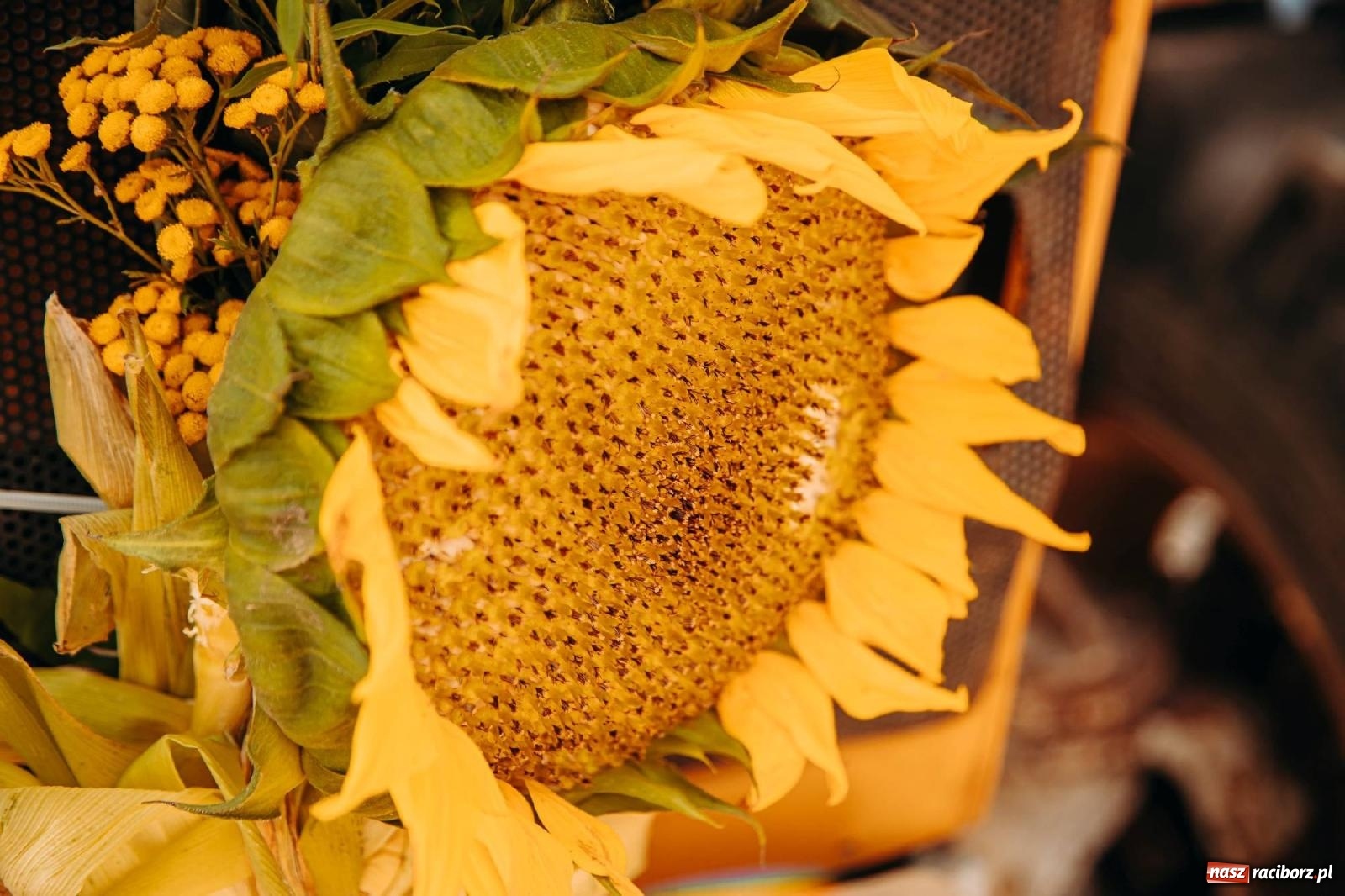 Zdjęcie w galerii na portalu naszraciborz.pl: Z Krowiarek do Amandowa. Dożynki 2023 [FOTO i WIDEO] wiadomości z regionu
