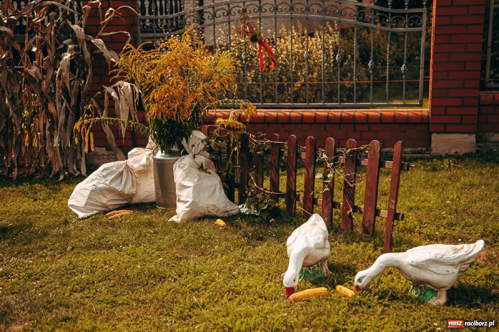 Zdjęcie w galerii na portalu naszraciborz.pl: Z Krowiarek do Amandowa. Dożynki 2023 [FOTO i WIDEO] wiadomości z regionu