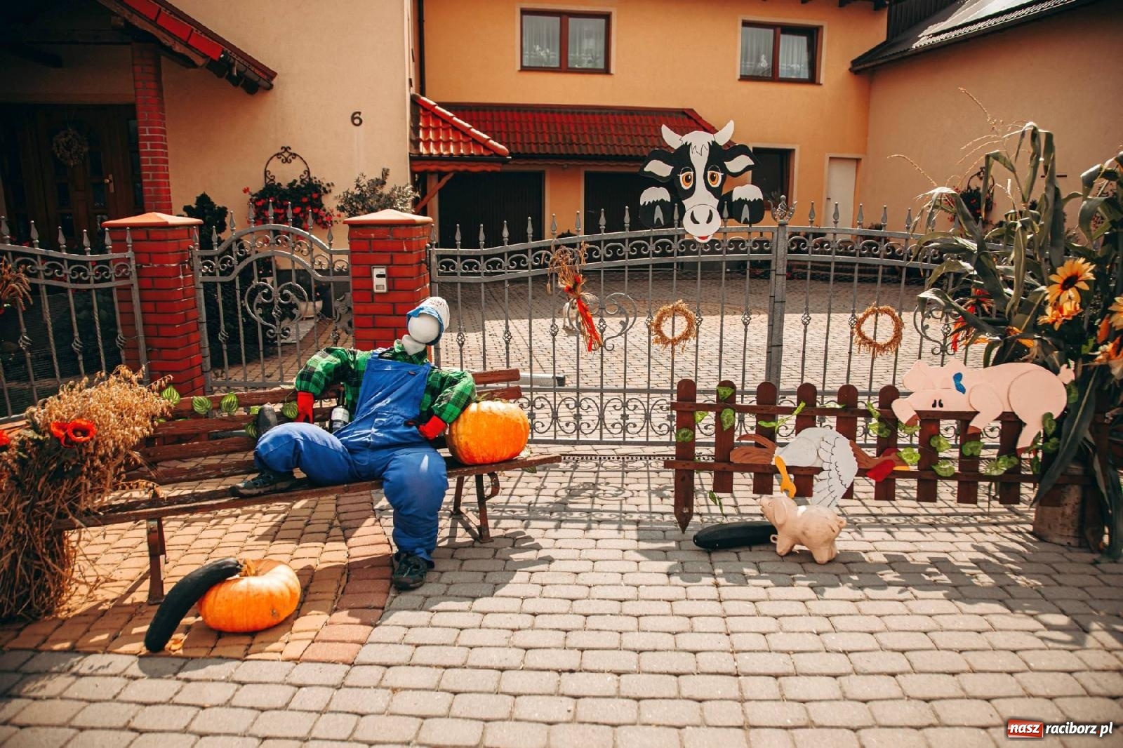 Zdjęcie w galerii na portalu naszraciborz.pl: Z Krowiarek do Amandowa. Dożynki 2023 [FOTO i WIDEO] wiadomości z regionu