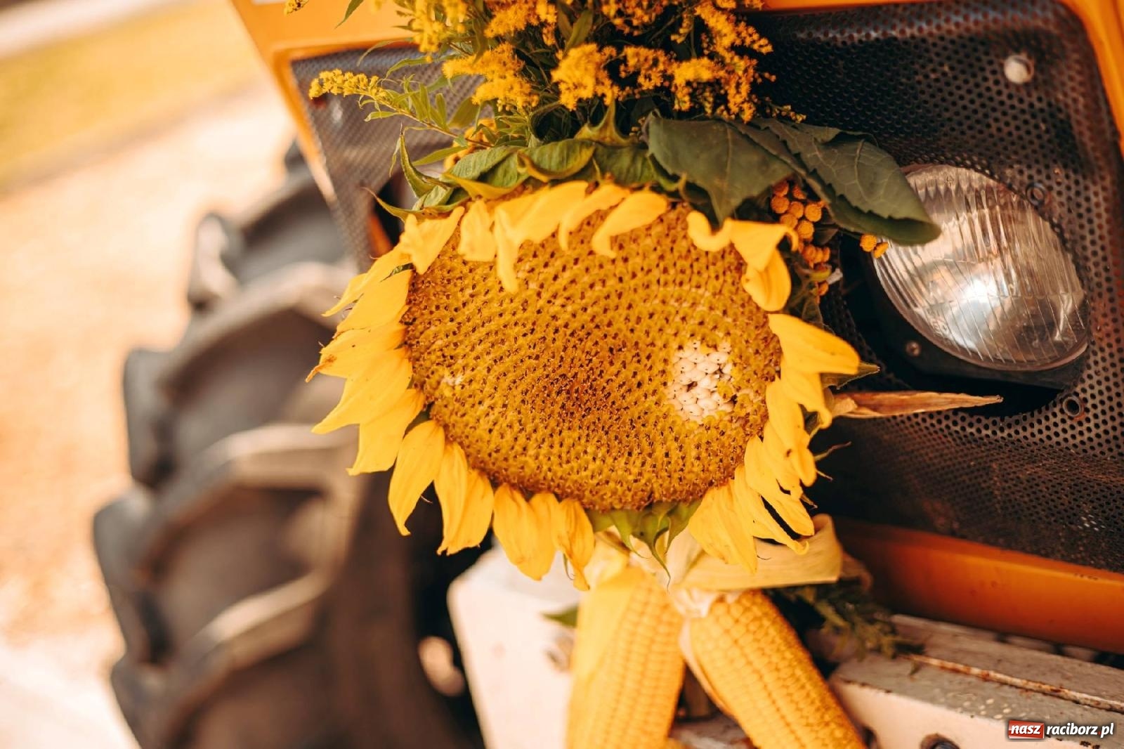 Zdjęcie w galerii na portalu naszraciborz.pl: Z Krowiarek do Amandowa. Dożynki 2023 [FOTO i WIDEO] wiadomości z regionu