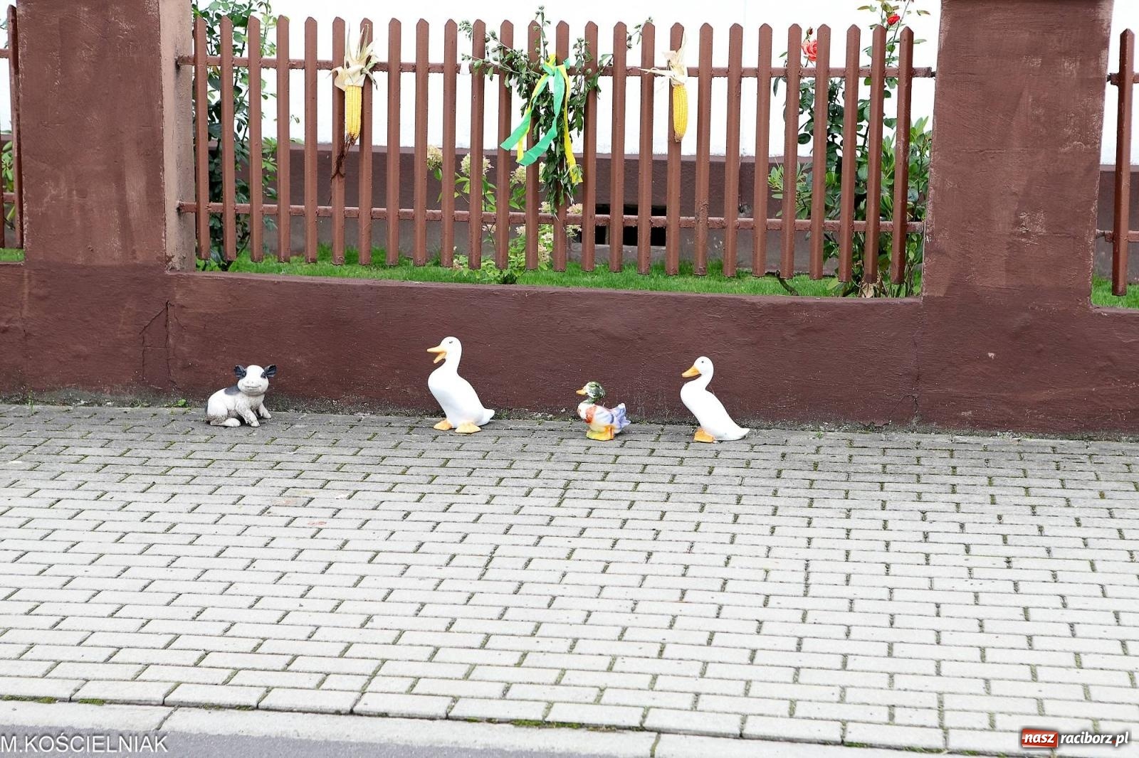 Zdjęcie w galerii na portalu naszraciborz.pl: Dożynki w Krzyżanowicach. Po co nam dalekie kraje jak nasz basen to Hawaje wiadomości z regionu