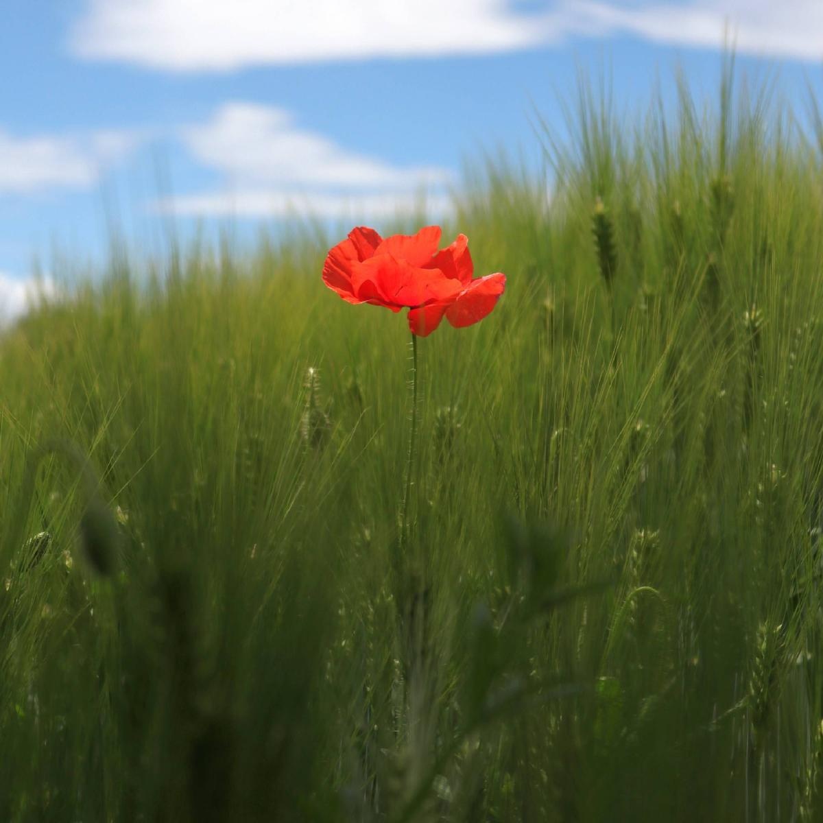Zdjęcie w galerii na portalu naszraciborz.pl: Rozpocznij swoją artystyczną przygodę w Akademii Nauk Stosowanych w Raciborzu! wiadomości z regionu