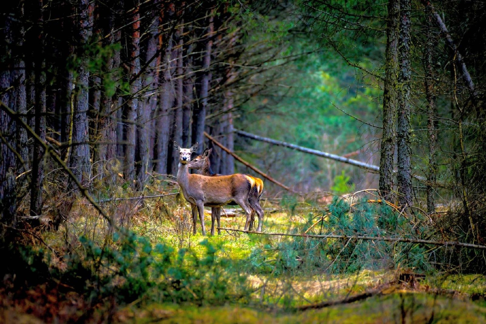 Zdjęcie w galerii na portalu naszraciborz.pl: Rozpocznij swoją artystyczną przygodę w Akademii Nauk Stosowanych w Raciborzu! wiadomości z regionu