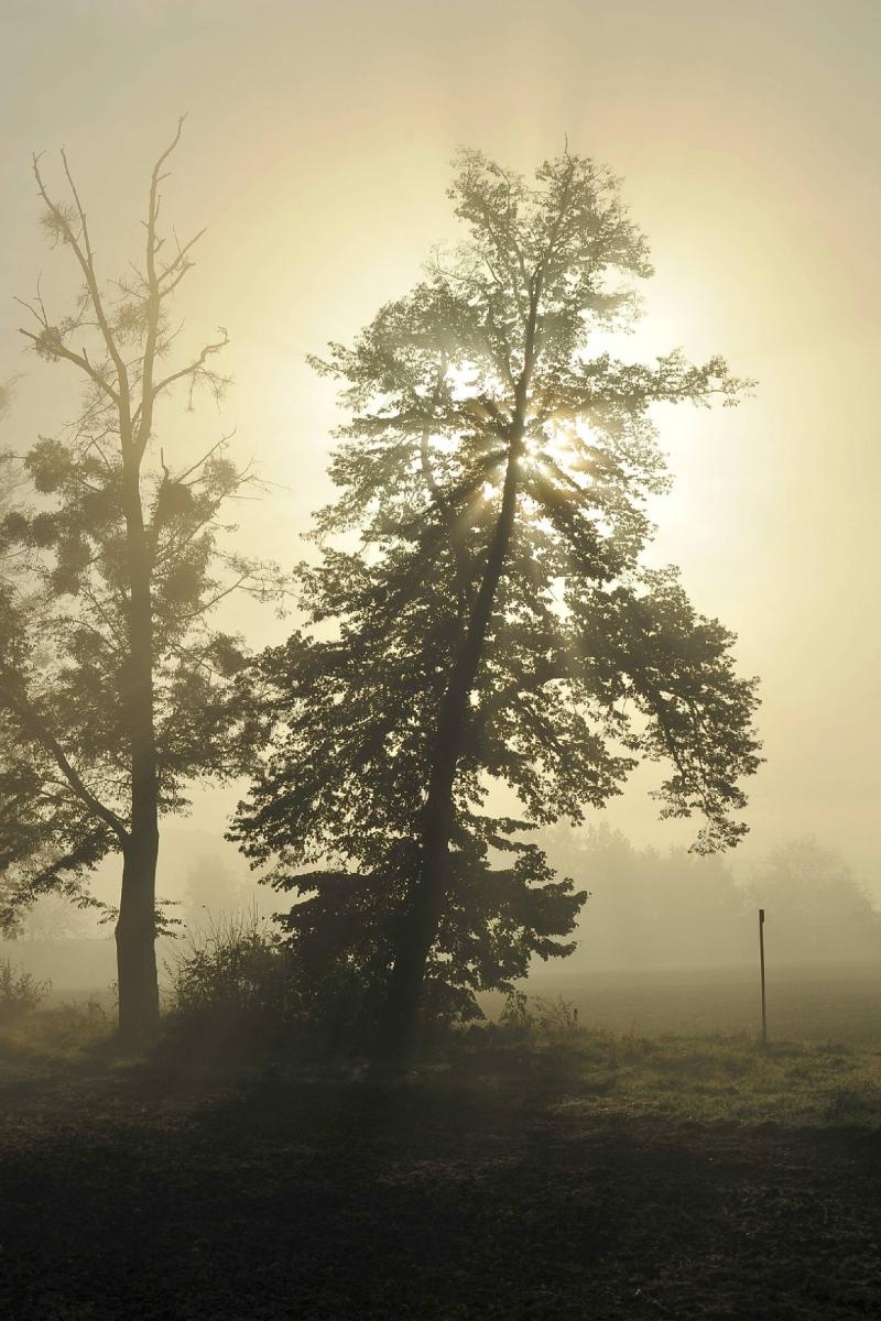 Zdjęcie w galerii na portalu naszraciborz.pl: Rozpocznij swoją artystyczną przygodę w Akademii Nauk Stosowanych w Raciborzu! wiadomości z regionu