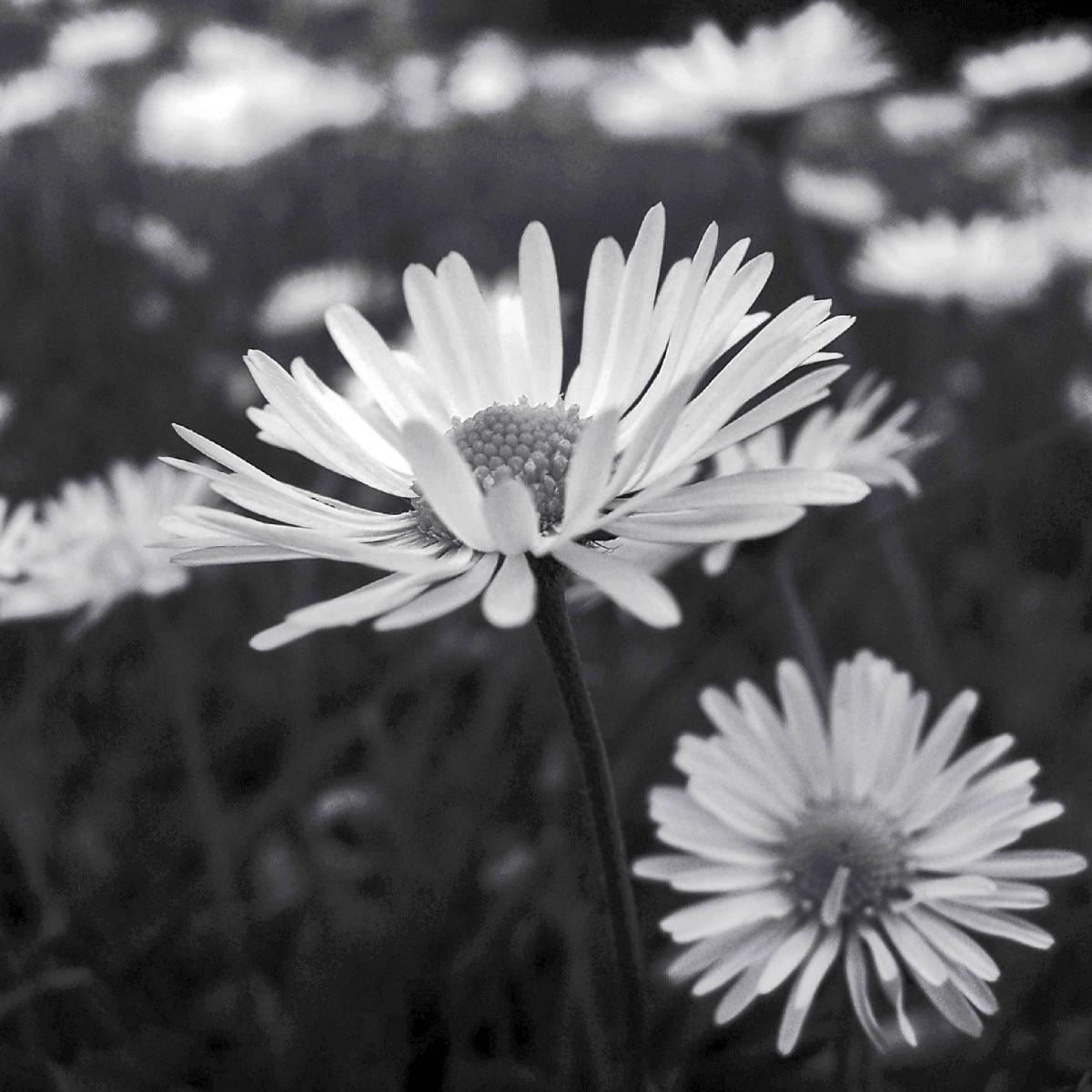 Zdjęcie w galerii na portalu naszraciborz.pl: Rozpocznij swoją artystyczną przygodę w Akademii Nauk Stosowanych w Raciborzu! wiadomości z regionu