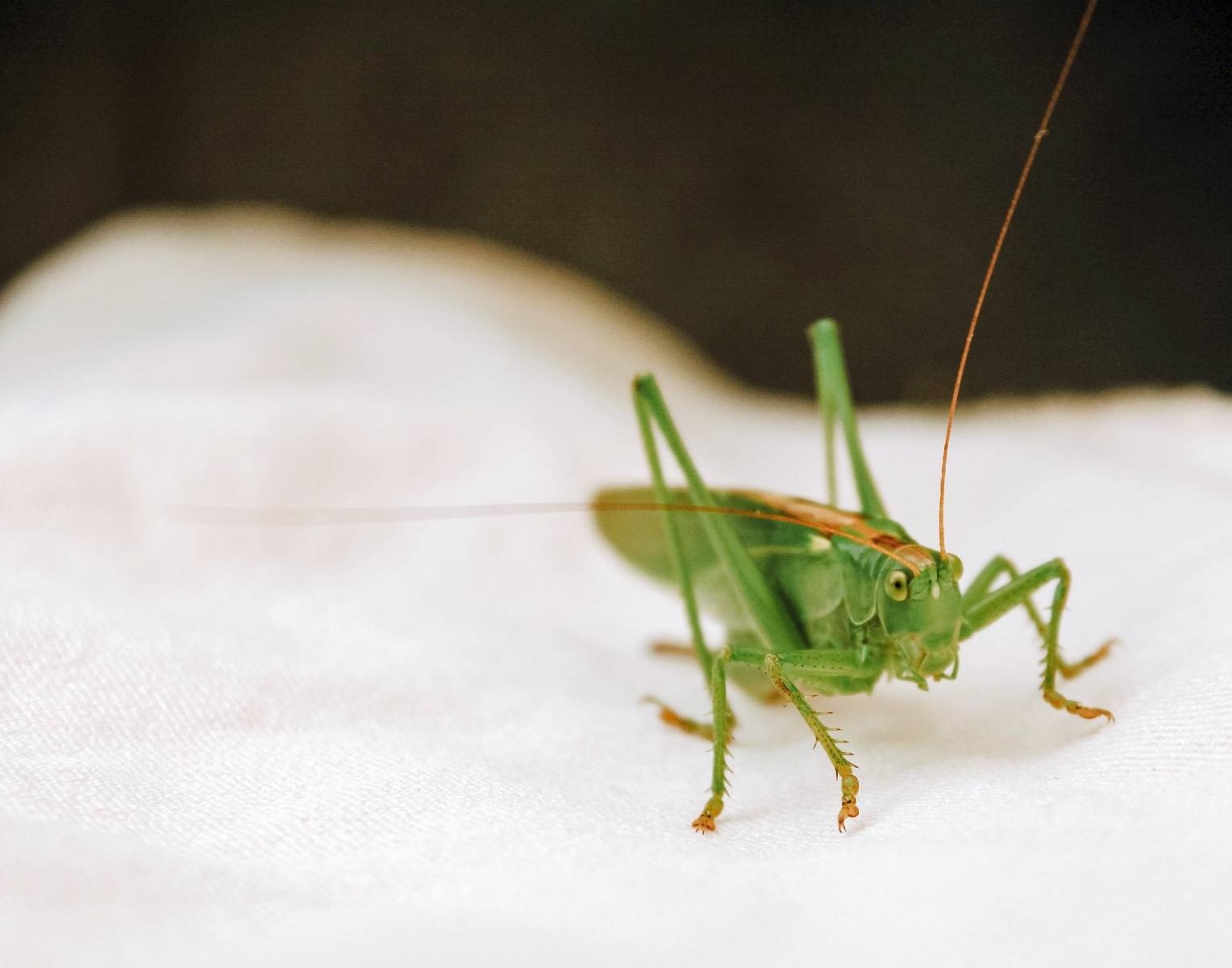 Zdjęcie w galerii na portalu naszraciborz.pl: Rozpocznij swoją artystyczną przygodę w Akademii Nauk Stosowanych w Raciborzu! wiadomości z regionu