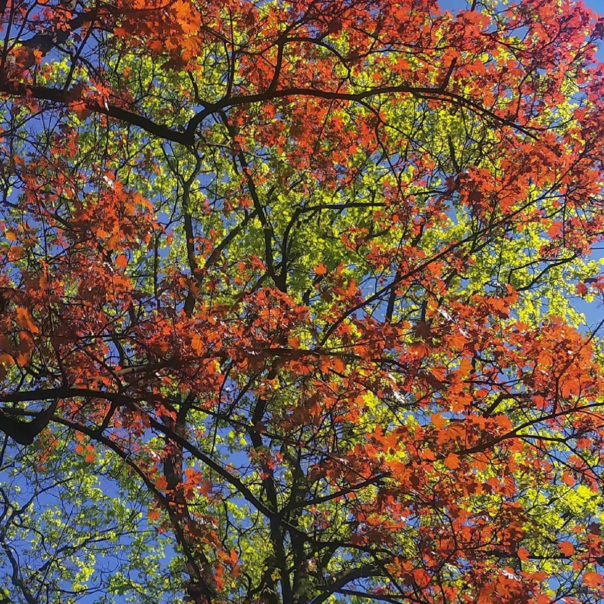 Zdjęcie w galerii na portalu naszraciborz.pl: Rozpocznij swoją artystyczną przygodę w Akademii Nauk Stosowanych w Raciborzu! wiadomości z regionu