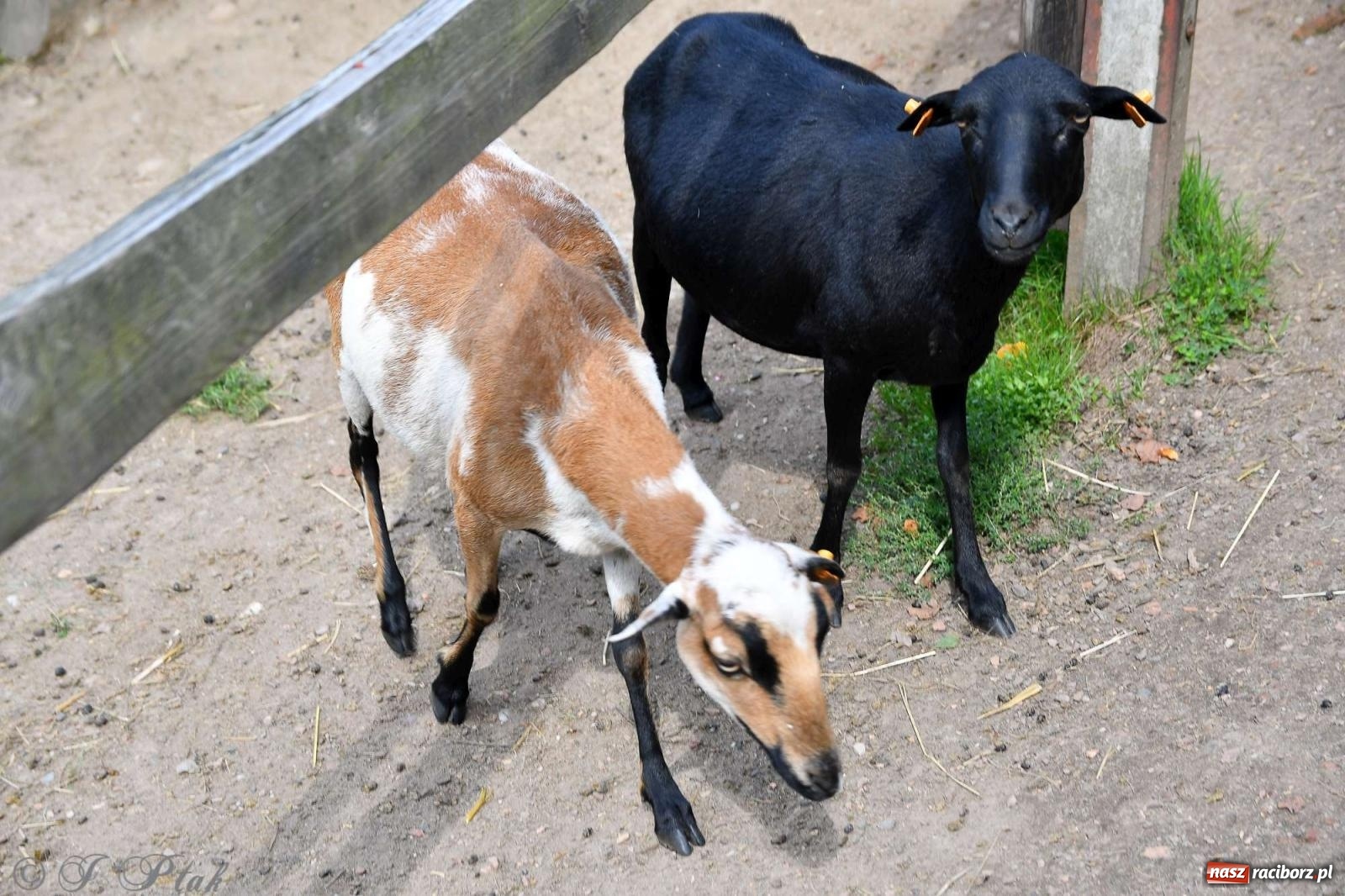 Zdjęcie w galerii na portalu naszraciborz.pl: Raciborski Piknik Leśny w Arboretum Bramy Morawskiej wiadomości z regionu