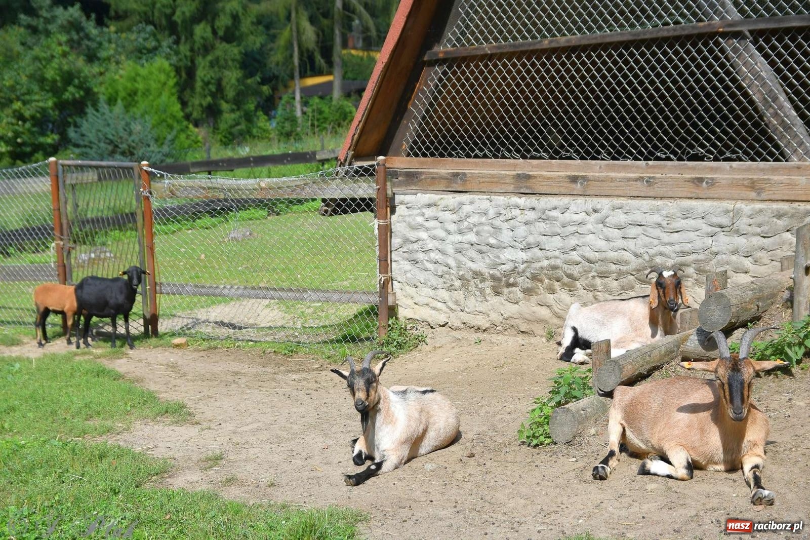 Zdjęcie w galerii na portalu naszraciborz.pl: Raciborski Piknik Leśny w Arboretum Bramy Morawskiej wiadomości z regionu