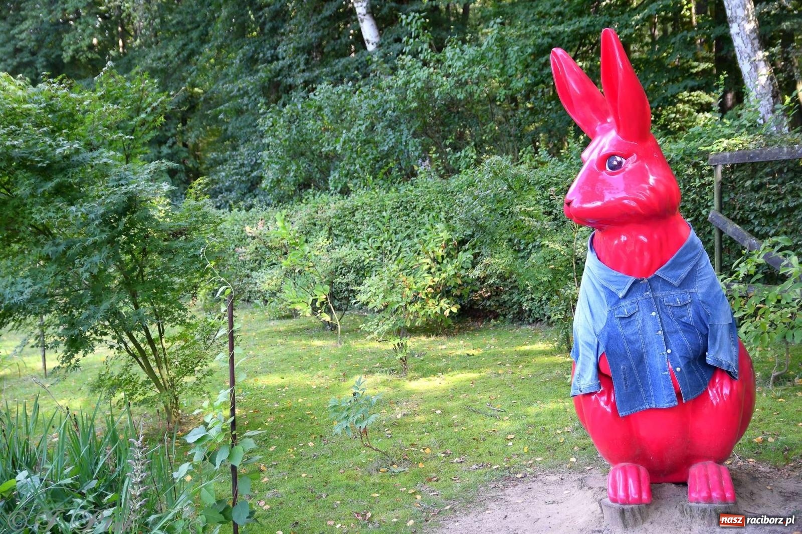 Zdjęcie w galerii na portalu naszraciborz.pl: Raciborski Piknik Leśny w Arboretum Bramy Morawskiej wiadomości z regionu