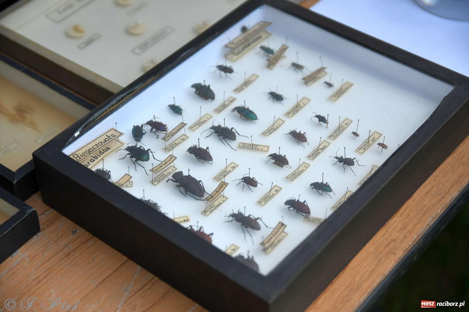 Zdjęcie w galerii na portalu naszraciborz.pl: Raciborski Piknik Leśny w Arboretum Bramy Morawskiej wiadomości z regionu