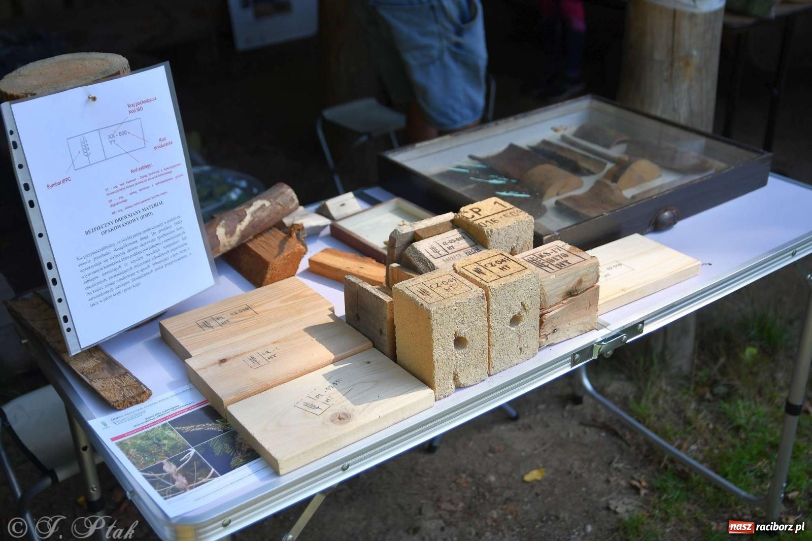 Zdjęcie w galerii na portalu naszraciborz.pl: Raciborski Piknik Leśny w Arboretum Bramy Morawskiej wiadomości z regionu