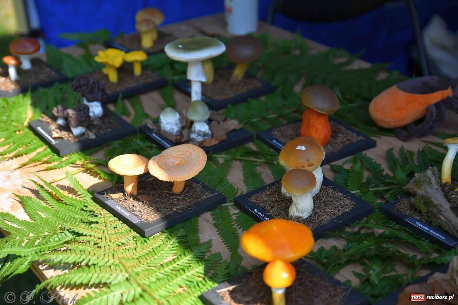 Zdjęcie w galerii na portalu naszraciborz.pl: Raciborski Piknik Leśny w Arboretum Bramy Morawskiej wiadomości z regionu