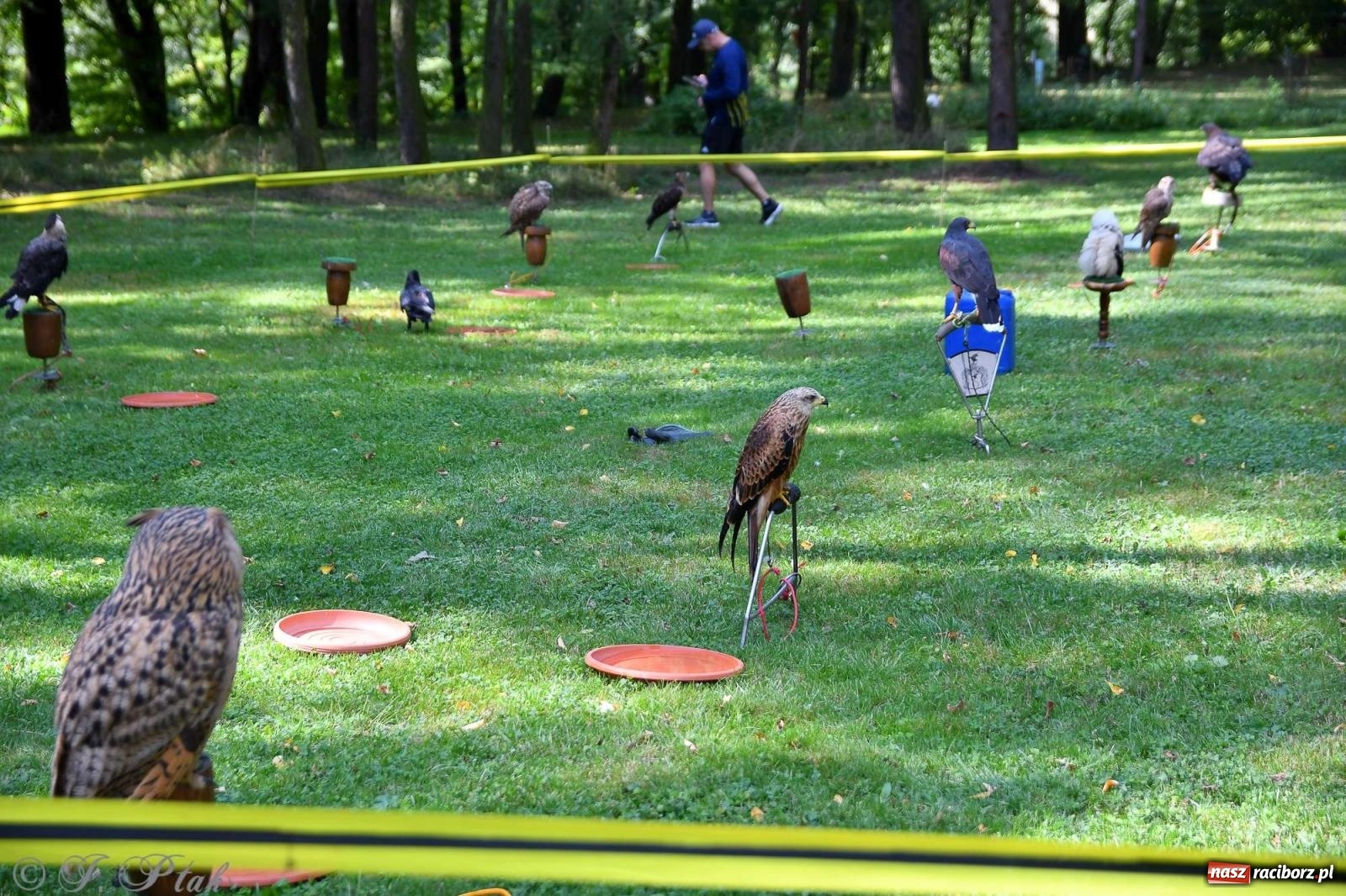 Zdjęcie w galerii na portalu naszraciborz.pl: Raciborski Piknik Leśny w Arboretum Bramy Morawskiej wiadomości z regionu