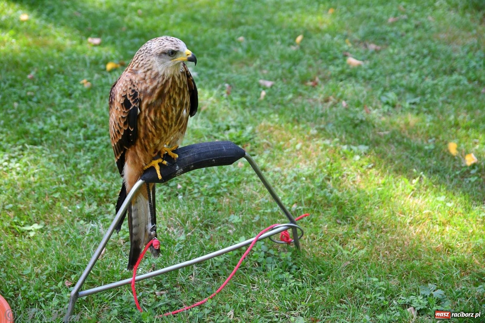 Zdjęcie w galerii na portalu naszraciborz.pl: Raciborski Piknik Leśny w Arboretum Bramy Morawskiej wiadomości z regionu