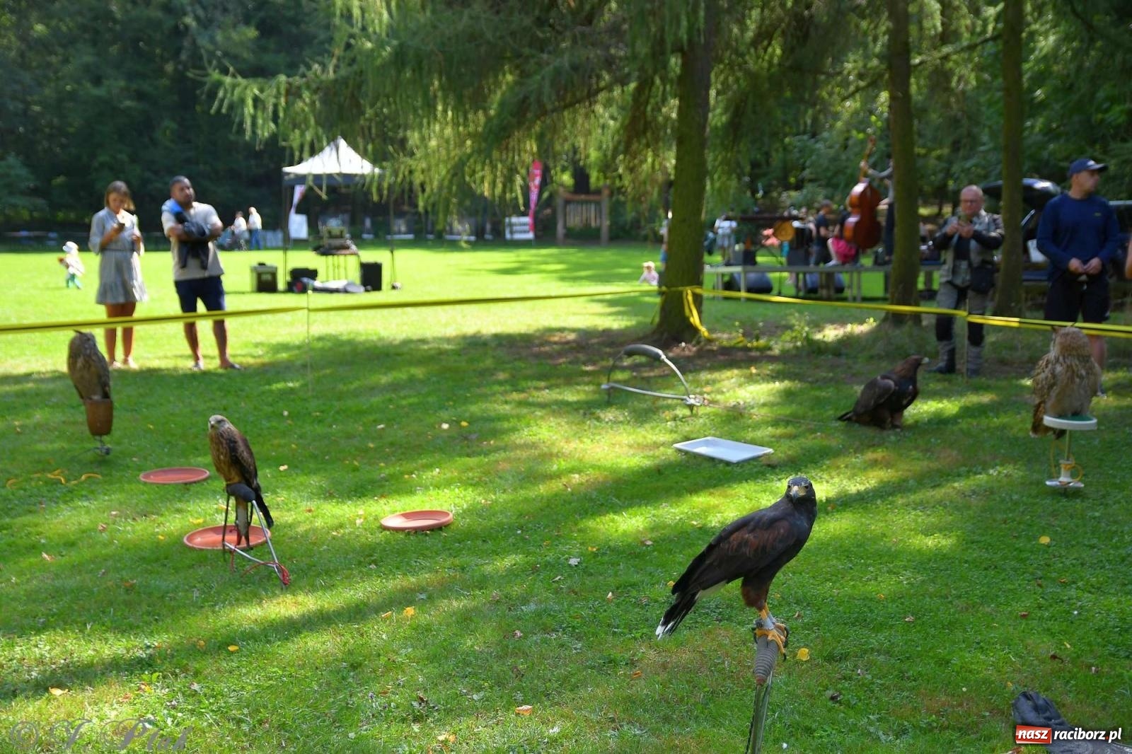 Zdjęcie w galerii na portalu naszraciborz.pl: Raciborski Piknik Leśny w Arboretum Bramy Morawskiej wiadomości z regionu