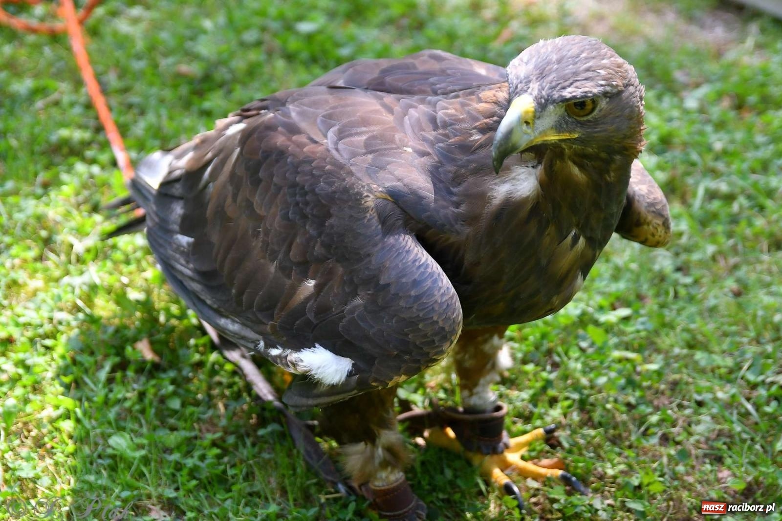 Zdjęcie w galerii na portalu naszraciborz.pl: Raciborski Piknik Leśny w Arboretum Bramy Morawskiej wiadomości z regionu