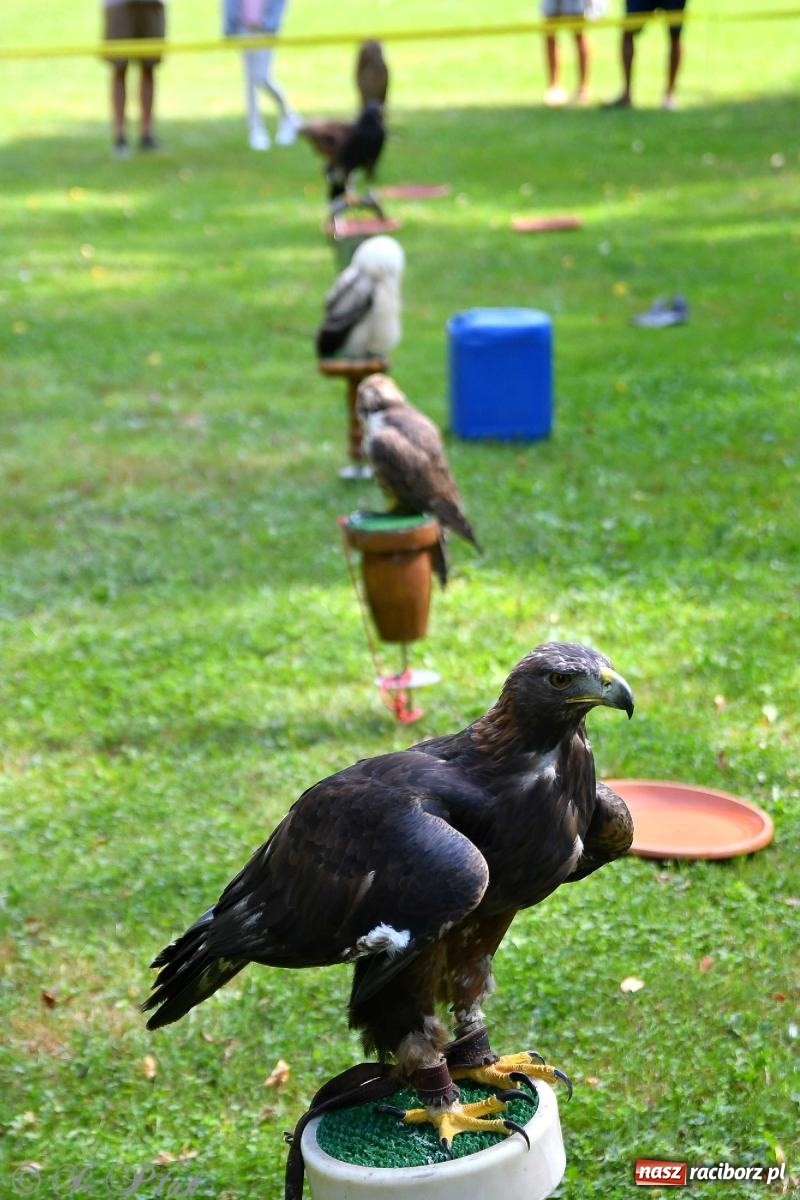 Zdjęcie w galerii na portalu naszraciborz.pl: Raciborski Piknik Leśny w Arboretum Bramy Morawskiej wiadomości z regionu