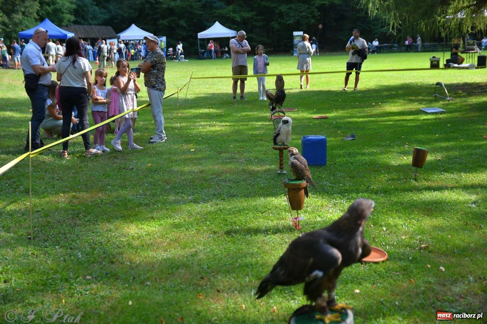 Zdjęcie w galerii na portalu naszraciborz.pl: Raciborski Piknik Leśny w Arboretum Bramy Morawskiej wiadomości z regionu